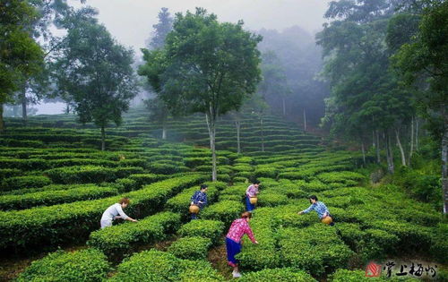 看豐順鄉村巨變