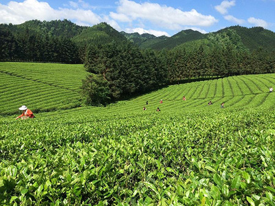 加盟瀟湘茶業(yè)要多少錢?全國(guó)瀟湘茶業(yè)需要75平米店鋪和11.83萬元資金!