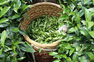 晨暉茶業加盟_晨暉茶業,詳細步驟助你速致富!