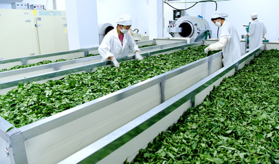 垣曲縣舜鄉(xiāng)茶業(yè)公司:打造特色農(nóng)業(yè)和脫貧產(chǎn)業(yè)