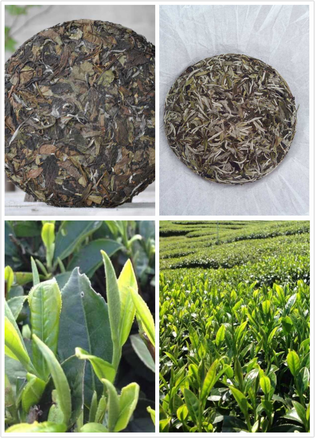 福鼎白茶品鑒會&middot;一團(tuán)春茶業(yè)&middot;青年茶會&middot;天津