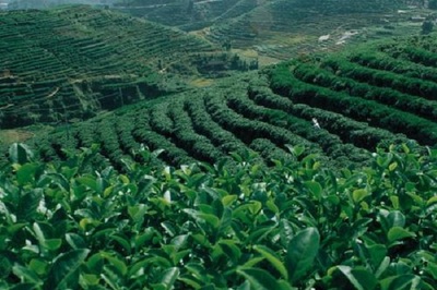 仙醇茶業(yè)費(fèi)多少?