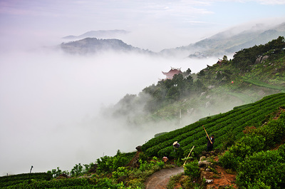 浙江龍額火山茶業(yè) 火山沃土孕育的茶香傳奇