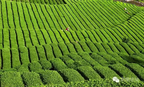 湖北鑫農茶業(yè) 打造產業(yè)扶貧新樣板的實踐與探索